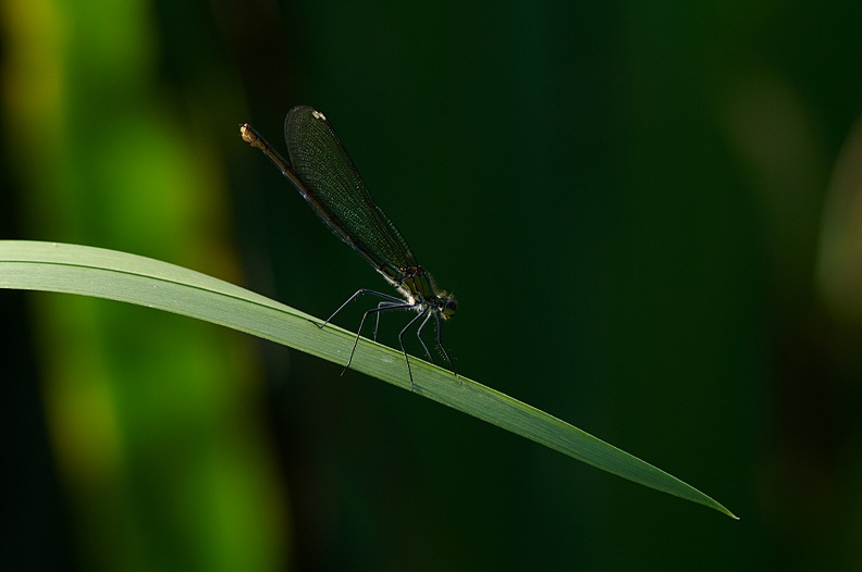 libelle.jpg