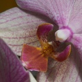 Orchidee